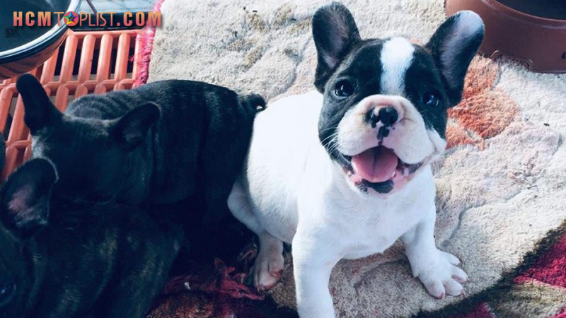 dogily-petshop-hcmtoplist