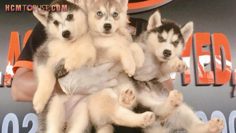 dogshophcm-hcmtoplist