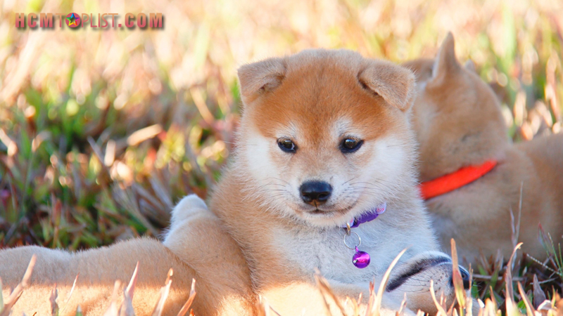 f8-kennel-hcmtoplist