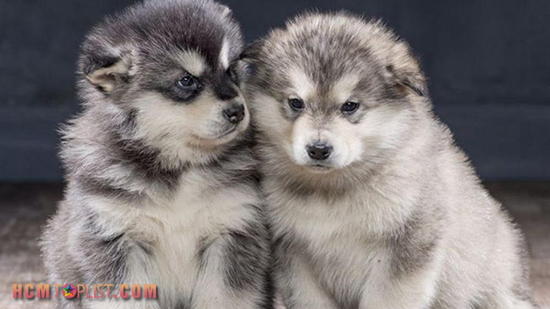 saigon-husky-kennel-hcmtoplist