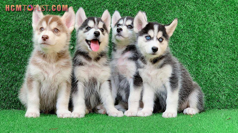 thukieng-com-hcmtoplist