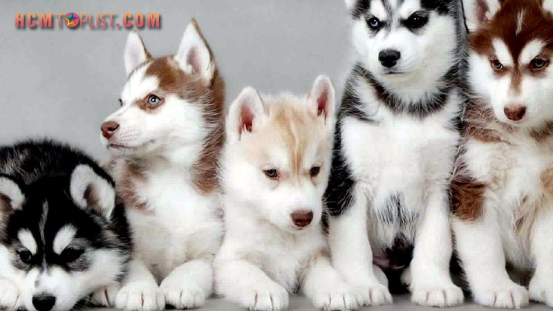 trai-cho-le-trung-hcmtoplist