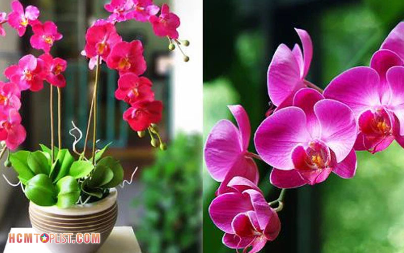 huong-flower-hcmtoplist