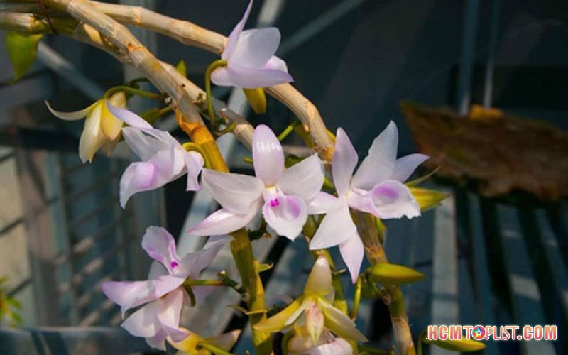 lan-giong-bao-ngoc-hcmtoplist