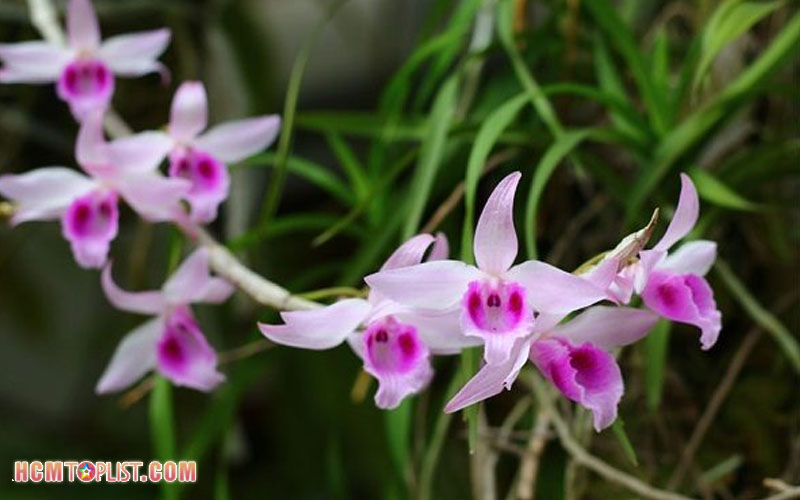 shop-lan-rung-viet-nam-hcmtoplist