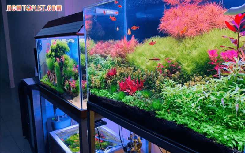 cua-hang-thuy-sinh-lam-kim-chi-hcmtoplist