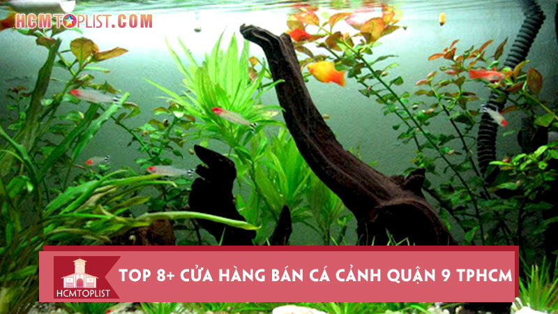top-8-cua-hang-ban-ca-canh-quan-9-tphcm-uy-tin-chat-luong-hcmtoplist
