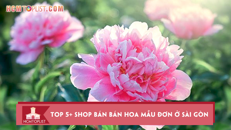 top-5-shop-ban-ban-hoa-mau-don-o-sai-gon-tuoi-dep-nhat