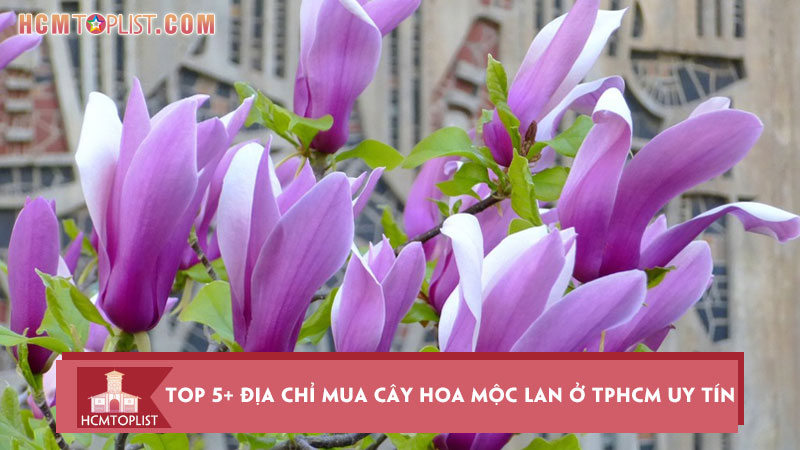 top-5-dia-chi-mua-cay-hoa-moc-lan-o-tphcm-uy-tin-gia-tot-hcmtoplist