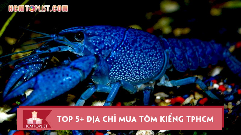 top-5-dia-chi-mua-tom-kieng-tphcm-giong-tot-gia-re
