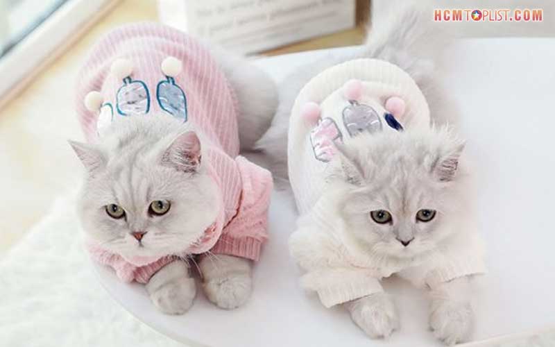 Pet-mom-hcmtoplist