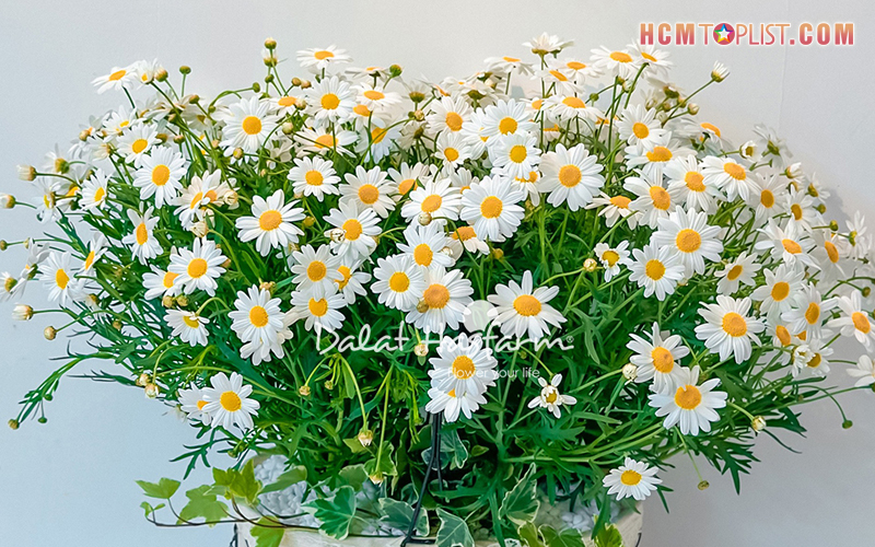 Dalat-hasfarm-hcmtoplist