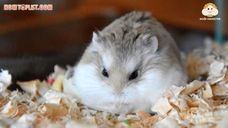 Hamster-robo-roborovski