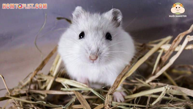 Hamster-winter-white