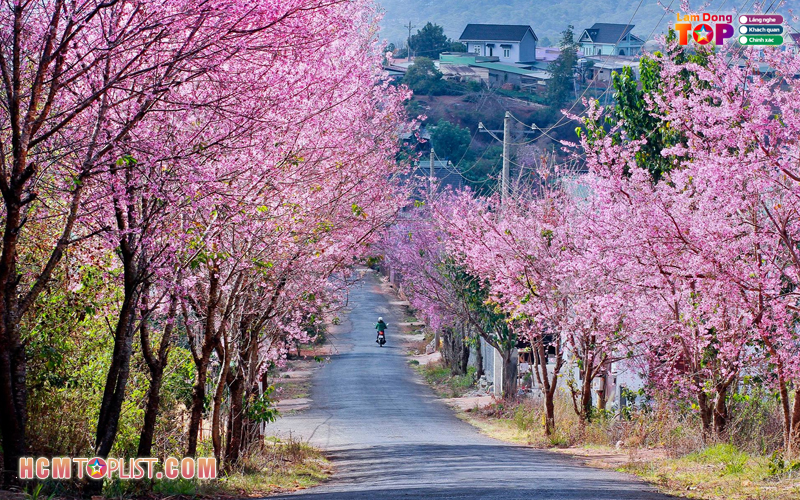 Lamdongtoplist-nen-tang-danh-gia-dich-vu-uy-tin-hang-dau-tai-lam-dong-3