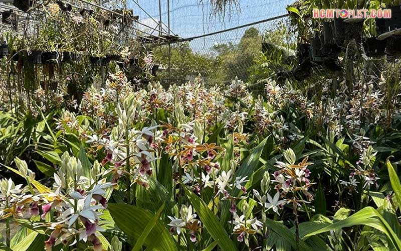 Beautiful-orchids-hcmtoplist