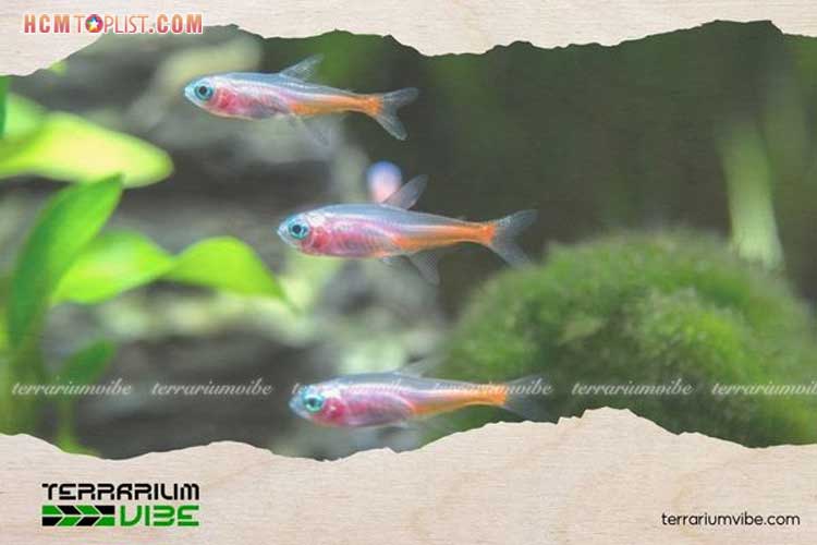 Ca-neon-loai-ca-nho-tao-diem-nhan-cho-be-canh-1