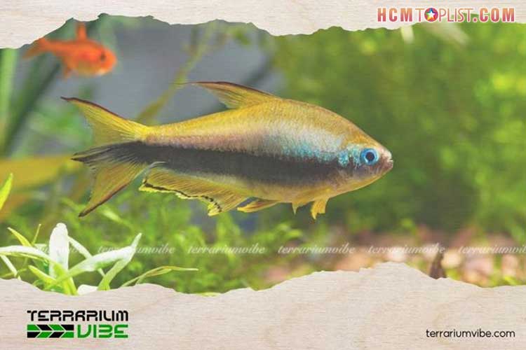 Ca-neon-loai-ca-nho-tao-diem-nhan-cho-be-canh-2