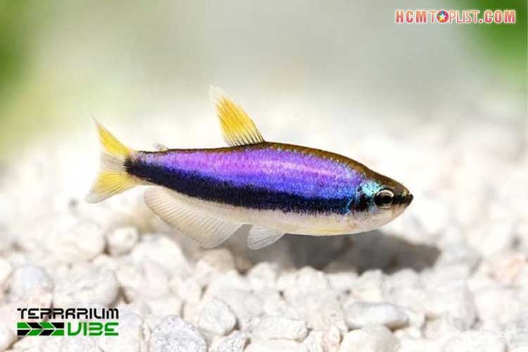 Ca-neon-loai-ca-nho-tao-diem-nhan-cho-be-canh-3