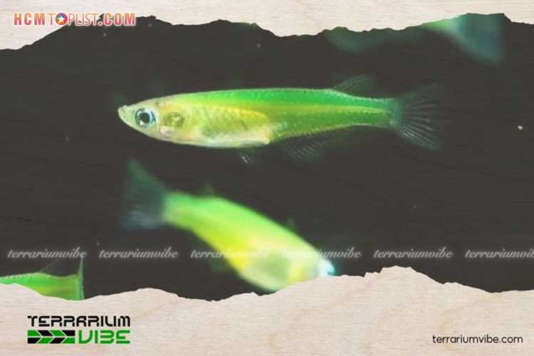 Ca-neon-loai-ca-nho-tao-diem-nhan-cho-be-canh-4