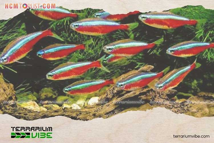 Ca-neon-loai-ca-nho-tao-diem-nhan-cho-be-canh-5