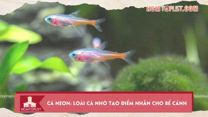 Ca-neon-loai-ca-nho-tao-diem-nhan-cho-be-canh