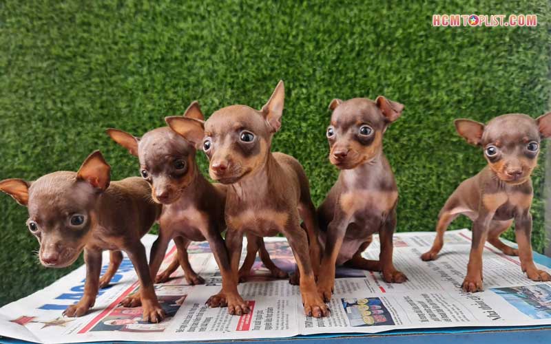 Cham-pets-hcmtoplist