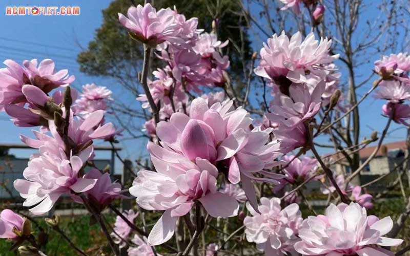 Hiens-garden-hcmtoplist