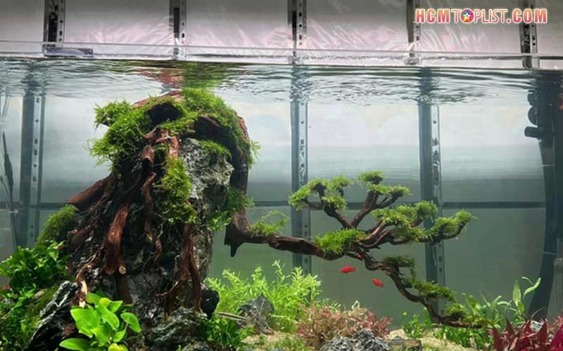Bao-tran-aquarium-hcmtoplist