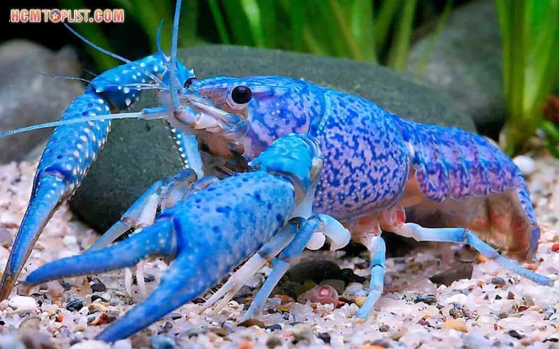The-fish-lover-aquarium-hcmtoplist