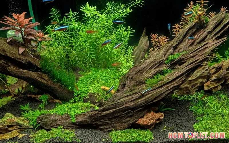 Thuy-sinh-pho-hcmtoplist